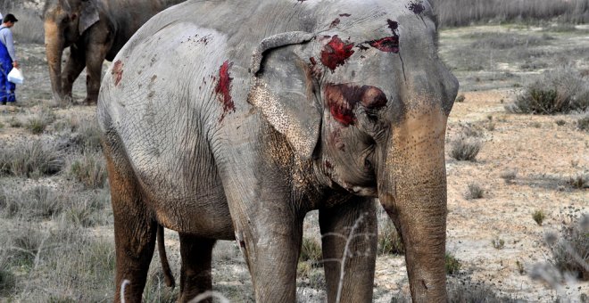 Uno de los elefantes del circo Gottani heridos en el accidente en la Autovía A-30. EFE