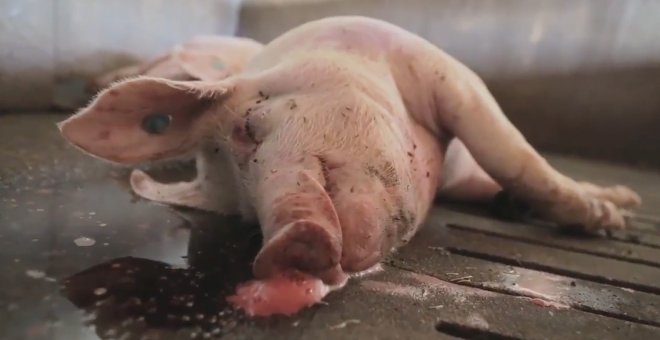 Un vídeo denuncia la situación de decenas de cerdos tras las inundaciones provocadas por la crecida del Ebro