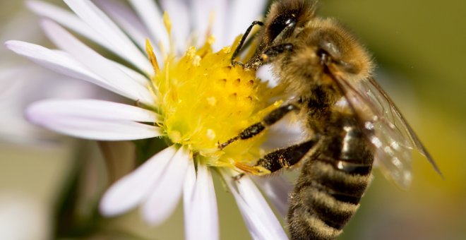 El 90% de las especies de plantas con flores dependen de los polinizadores para sobrevivir. AFP