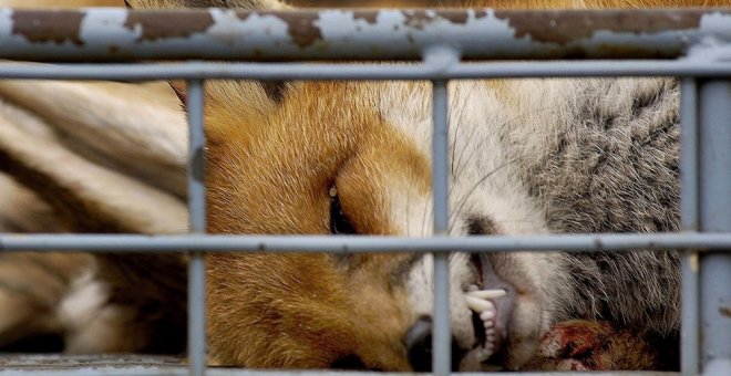 De media, más de 12.000 zorros mueren cada año en Galicia a manos de los cazadores. AFP