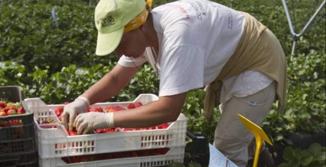 Una mujer recolectando fresas en Palos de la Frontera, Huelva. / EFE