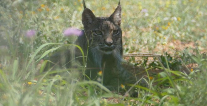 Litio, el lince identificado por los Agentes Rurales. AGENTS RURALS