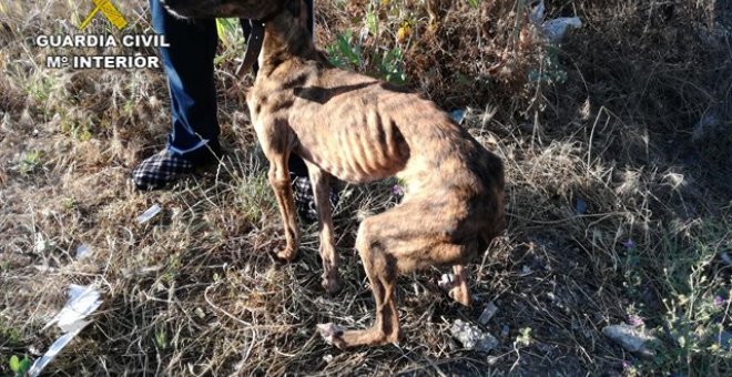 Investigan en Sevilla un presunto delito de maltrato a cuatro galgos. / Europa Press