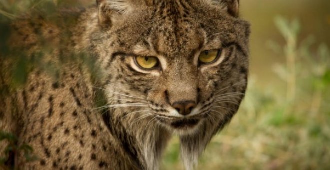 Ejemplar de lince ibérico. / EFE