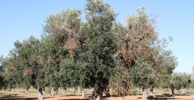 Olivo infectado por Xylella fastidiosa donde se aprecian los síntomas de la enfermedad. / Juan A. Navas-Cortes