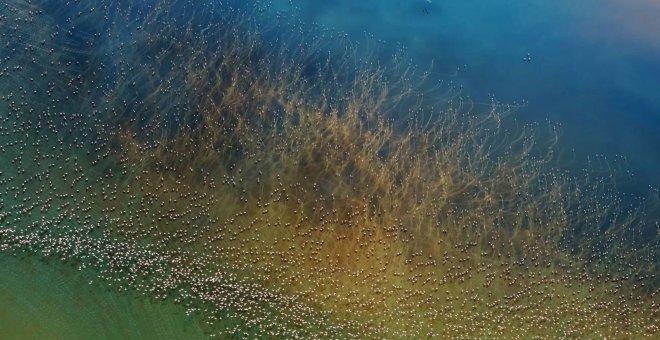 Miles de flamencos alzan el vuelo en el Lago Natron (Tanzania). Segundo premio (Naturaleza) del concurso Travel Photographer of the year 2018. HAO J./NATIONAL GEOGRAPHIC