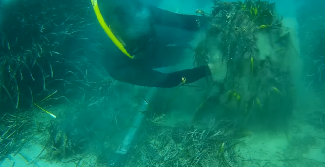 Imagen del fondo marino de Posidonia tras el paso del yate de lujo maltés - Imagen vídeo Salvem Portocolom