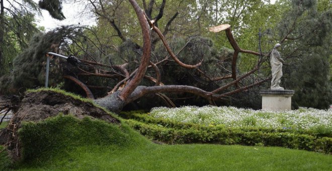 Un pino piñonero de grandes dimensiones desplomado hace dos años en el parque del Retiro. EFE/Archivo