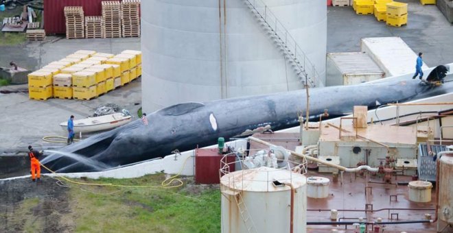 El ejemplar de ballena azul recientemenet cazado en Islandia de forma ilegal.