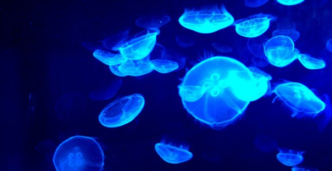 Imagen medusas de noche - REUTERS
