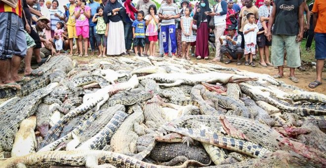 Residentes locales observan una montaña de cadáveres de cocodrilos en una granja de cría en Sorong, Papúa Occidental, Indonesia.- EFE