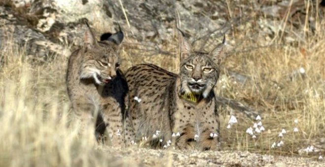 Dos ejemplares de lince ibérico en libertad. / LIFE+ Iberlince