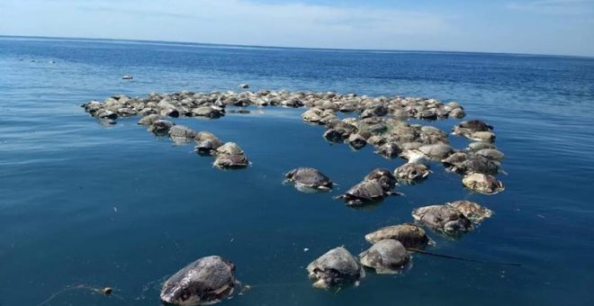 Tortugas muertas en Puerto Escondido, en el estado mexicano de Oaxaca. / EFE