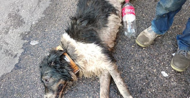 Uno de los perros rescatados del interior de un coche por la Policía de Fuenlabrada./ Twitter Policía Fuenlabrada