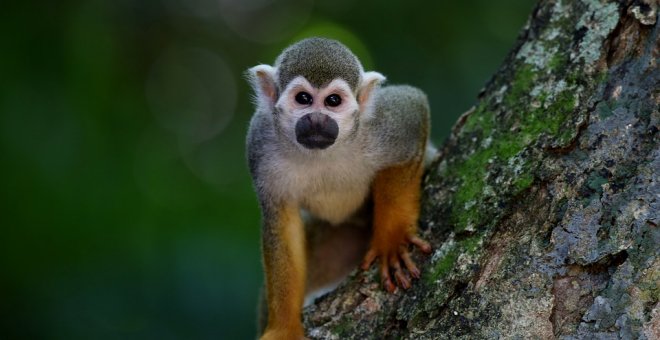 Imagen de archivo de un mono.