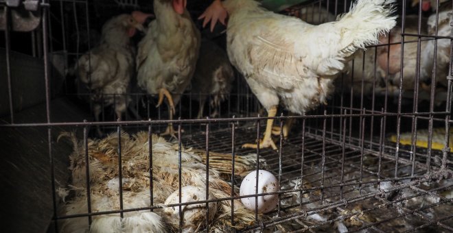 Una de las fotografías obtenidas en una granja de gallinas ponedoras en Italia con unas condiones de salubridad pésimas./IGUALDAD ANIMAL