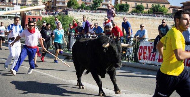 Montañesa, el toro sacrificado este año en el Toro de la Vega. - EFE