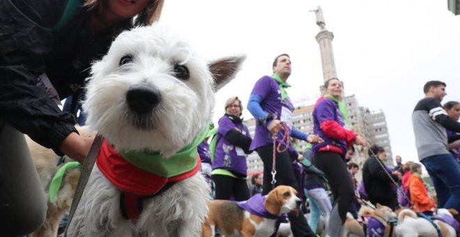 Vista de la salida de la VII Carrera Solidaria por la Adopción y la Tenencia de Animales de Compañía de Perrotón que ha tenido lugar hoy en la plaza de Colón de Madrid. EFE/Zipi