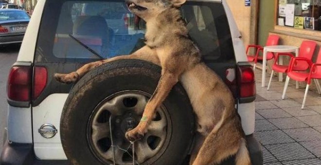 El lobo amarrado a la rueda trasera del todoterreno de los guardas del Principado.