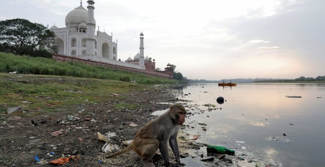 Un mono salvaje busca comida cerca del Taj Mahal | Saumya Khandelwal / Reuters