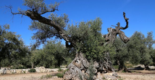 Una de les oliveres mil·lenàries d'Ulldecona. GEPEC