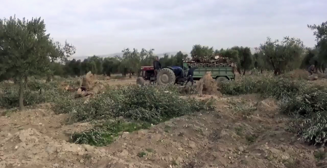 Olivares de Afrin, situados en las proximidades de la zona turca de Hatay.