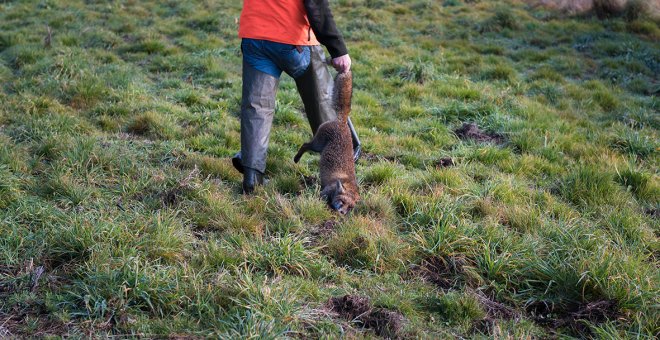 Un hombre agarra a un zorro muerto por la cola. Foto de archivo.