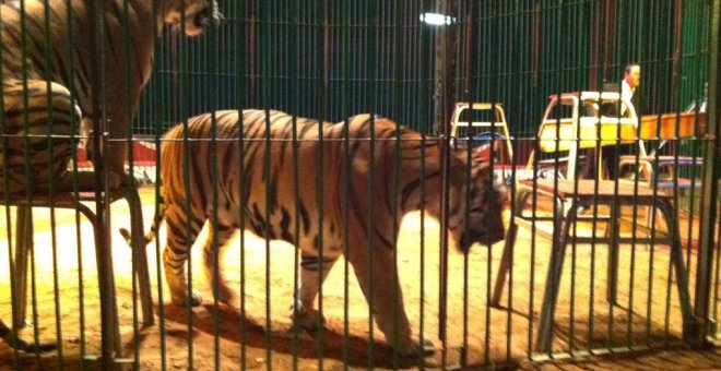 Animales como los tigres podrán seguir siendo utilizados por los circos en Aragón al no estar considerados como fauna silvestre española. WIKIPEDIA/Antonio Cioffi