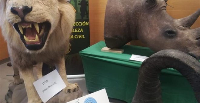 La Guardia Civil interviene más de 200 piezas disecadas de elefantes, leones y jirafas en Alicante