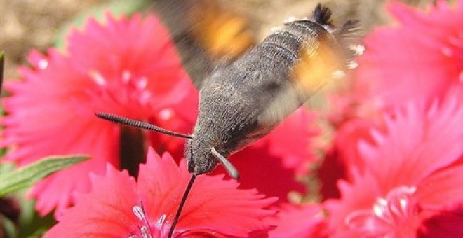 Unidos Podemos ha alertado de una reducción en la población de insectos mundial./Europa Press