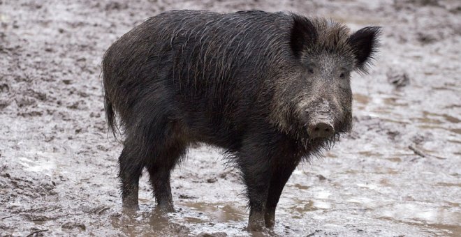 Animalistas llevan al fiscal la caza de jabalíes con flechas en Vitoria