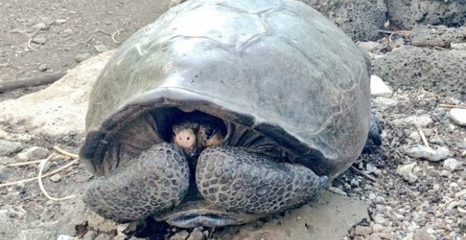 Ejemplar de una especie de tortuga gigante que se consideraba extinta. / TWITTER - MARCELO MATA