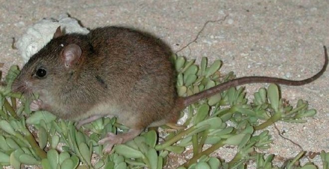 Melomys rubicola/ Wikipedia