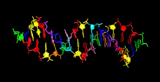Estructura del nuevo ADN sintético, que añade cuatro compuestos químicos a los cuatro normales, representados en verde, rojo, azul y amarillo./ INDIANA UNIVERSITY SCHOOL OF MEDICINE