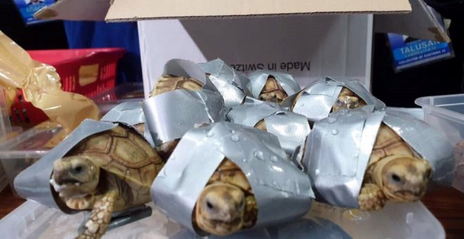 Las autoridades filipinas hallaron 1.529 tortugas exóticas vivas, envueltas en cinta adhesiva, dentro de cuatro maletas abandonadas en el aeropuerto de Manila. / EFE