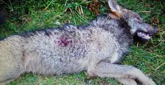 Imagen de archivo de un lobo ibérico muerto | EFE