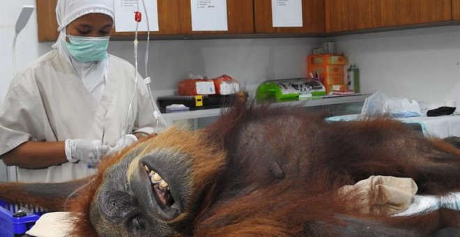 Médicos operan a una orangutana para extraerle los 74 perdigones de una escopeta de aire comprimido./EFE