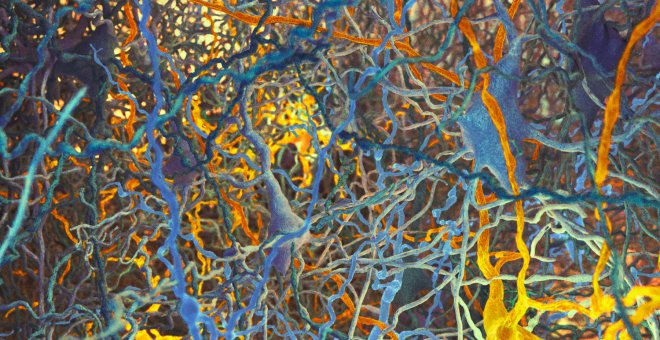 Ilustración de dos tipos de neuronas (en amarillo y en azul) identificadas mediante un algortimo, en la capa 4 de la neocorteza de rata.- EPFL/BLUE BRAIN