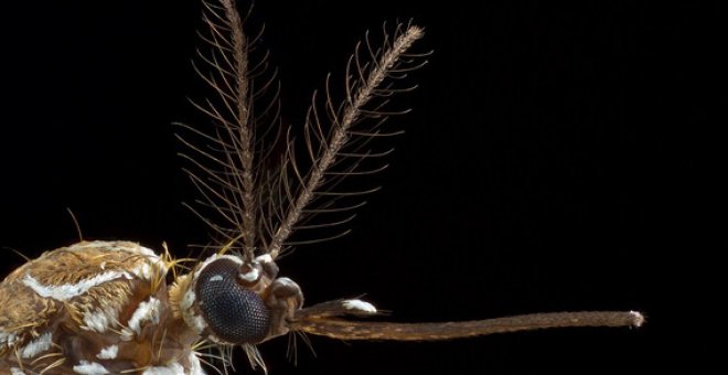 Mosquito hembra de la especie Aedes aegypti / Alex Wild