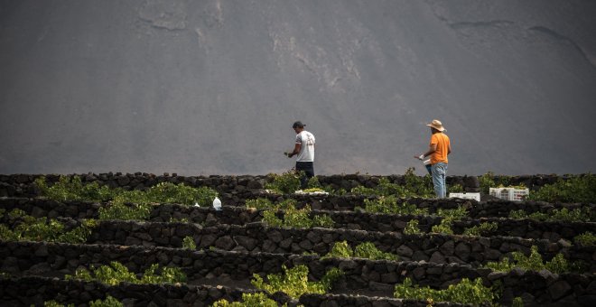 Agricultores recogen uvas en la isla canaria de Lanzarote. DESIREE MARTIN / AFP