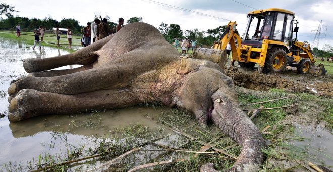 Una excavadora intenta mover un elefante muerto en la India. REUTERS/Anuwar Hazarika