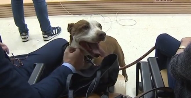 08/05/2019 - La perra Milagros durante el juicio contra su antiguo dueño por maltrato animal. / RTVC