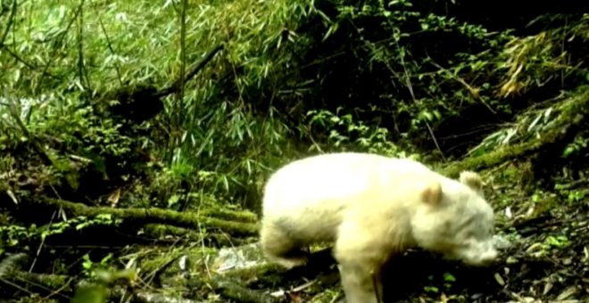 Imagen del oso panda albino.