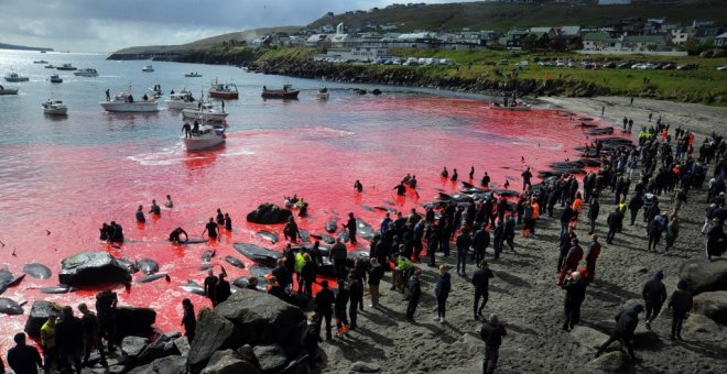 Imágenes de la tradicional festividad de Islas Feroe en la que se mata a 250 cetáceos. AFP/Andrija Ilic.
