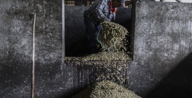 Un trabajador carga granos de café en una planta de procesamiento de café en Ciudad Bolívar, departamento de Antioquia, Colombia. (JOAQUIN SARMIENTO / AFP)