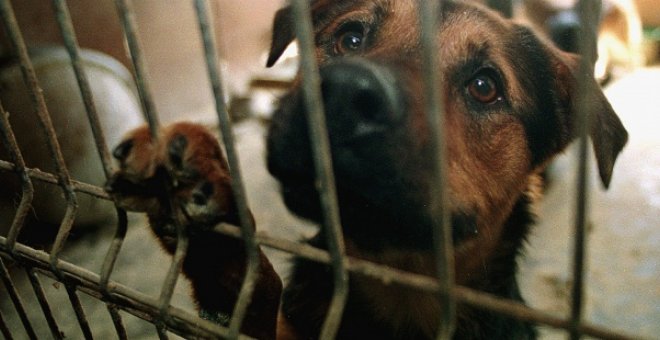 Fotografía de archivo de un perro en una protectora de animales. EFE