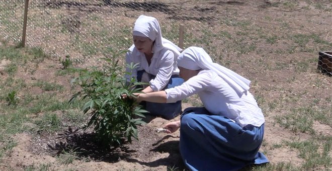 Las Hermanas del Valle llevan cuatro años y medio cultivando plantas de marihuana y elaborando productos con CBD en una granja secreta en Merced, California.