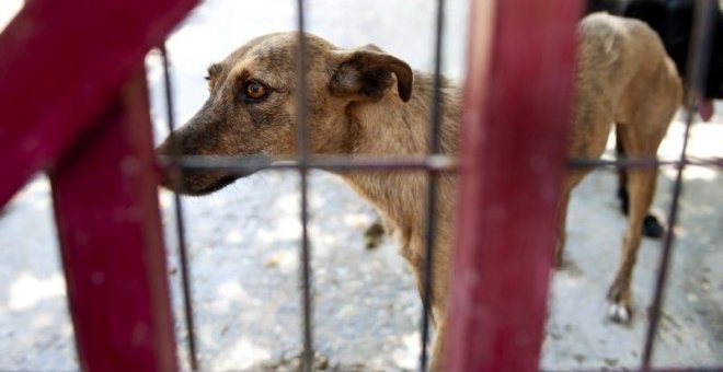 Un perro en un refugio para animales abandonados.- EFE