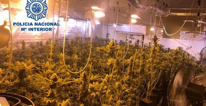 En el domicilio del teniente alcalde se encontraron hasta 265 plantas de marihuana. / Policía Nacional-Europa Press