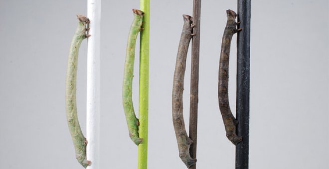 Las larvas de la polilla moteada cambian de color según la rama en la que estén. / Arjen van't Hof, University of Liverpoool